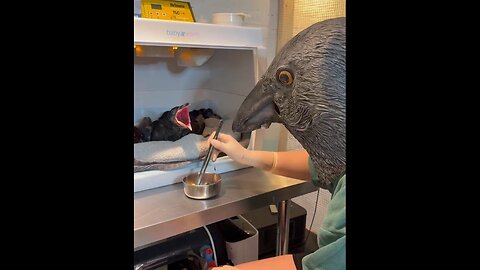 How orphaned ravens are fed to keep them wild before release 