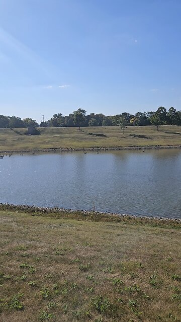 Geese Flocking to Louis Reservoir