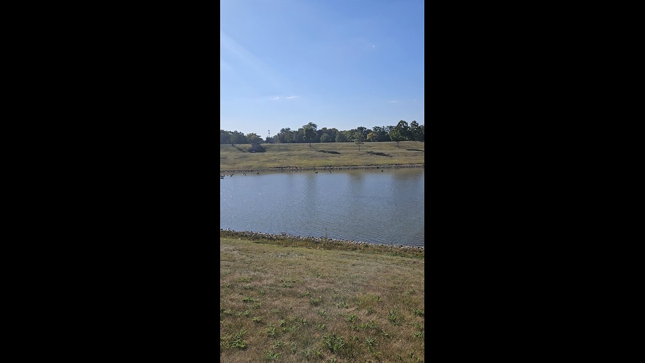 Geese Flocking to Louis Reservoir
