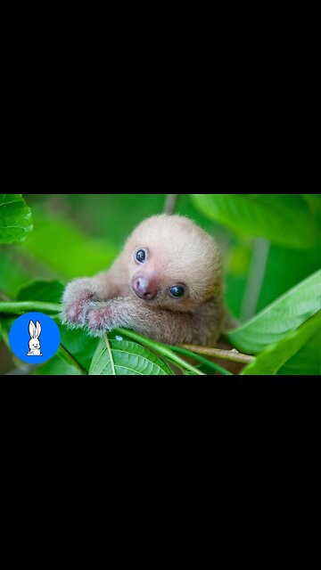 Best of funny animal video |2025