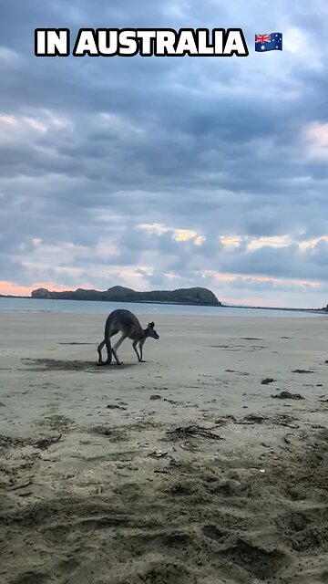 Kangaroo diaries only in Australia 🇦🇺