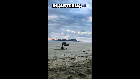 Kangaroo diaries only in Australia 🇦🇺