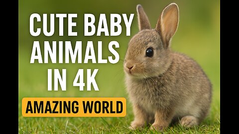 Adorable Baby Animals: A Relaxing Journey Through the Wild" |
