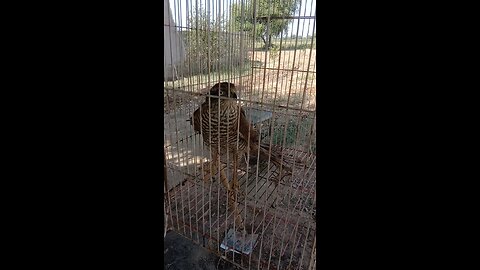 sial vibe bird love viral reel