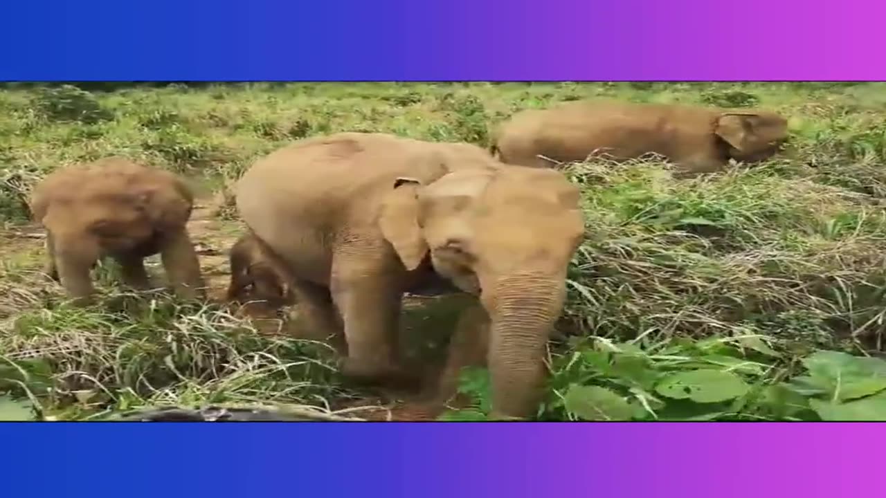 Unbelievable Wild Animal Encounters | Amazing Moments in the Animal Kingdom