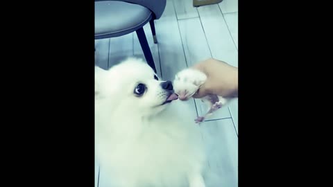The kitten came to the girl to ask for help.