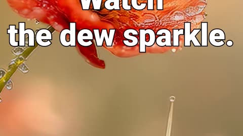 Breathe in the calm. Watch the dew sparkle #snail #rain #anxiety #relaxing #meditation #healing