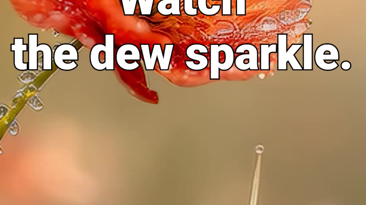 Breathe in the calm. Watch the dew sparkle #snail #rain #anxiety #relaxing #meditation #healing