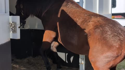 Horse Tiptoes Out of Trailer