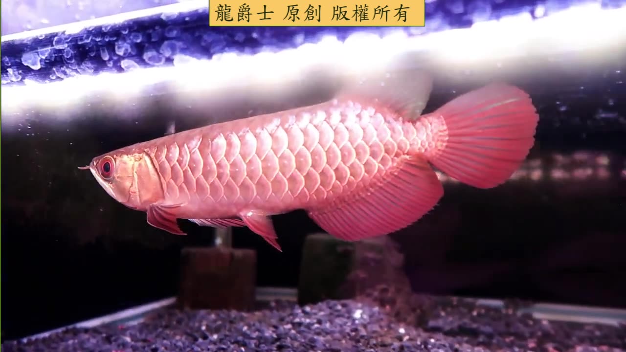 【龍爵士】龍魚百科 龍魚的適應性