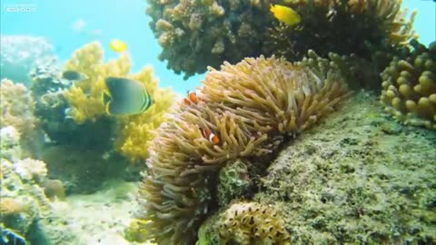 Under Water Adventure with Sea Life