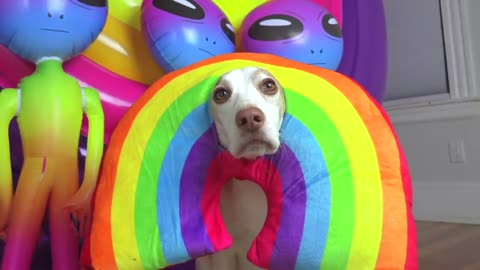 Dog Surprised with Technicolor Waterfall of BALLS!