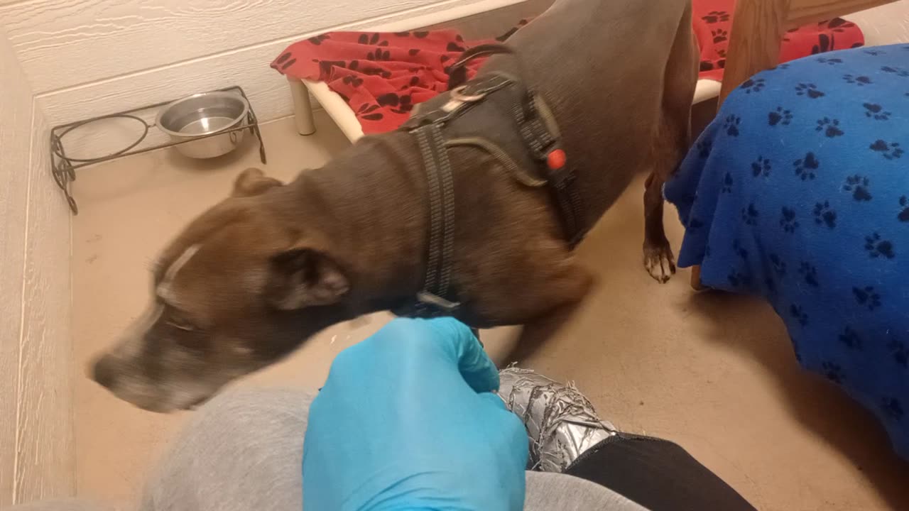 Astrid 8y A841285@TRN, Astrid needs 2 be adopted He's a loving boy, only wants by my side20251102139