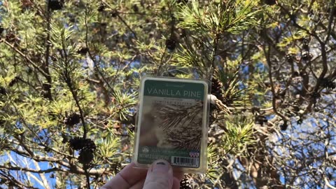 ScentSationals "Vanilla Pine" Wax Melts review