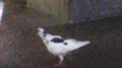 White and Black Pigeon in Boston