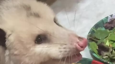 Opossum ends up with the lion share