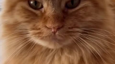 😺🎭 This Dramatic Cat Reacted Like It Was a Movie Scene 😭✨