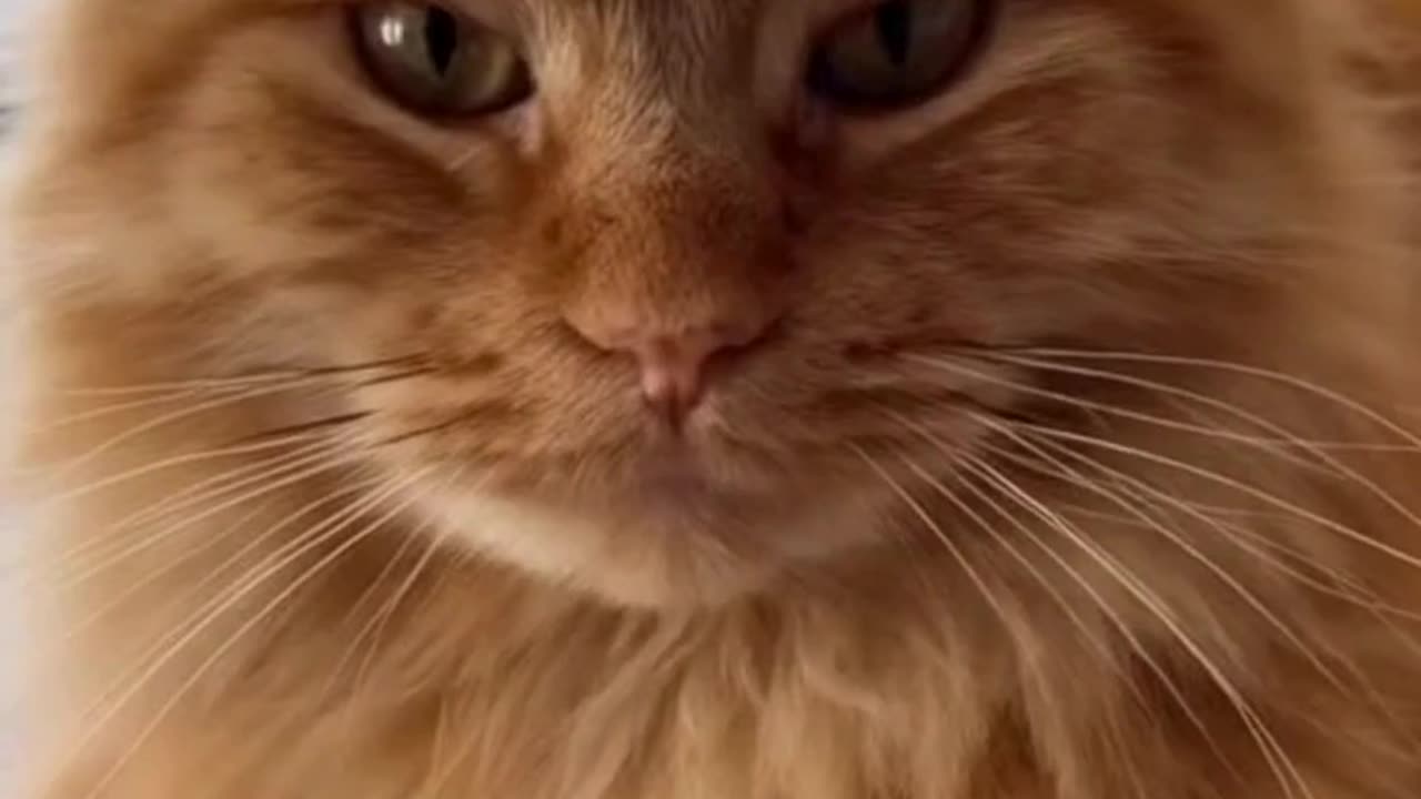 😺🎭 This Dramatic Cat Reacted Like It Was a Movie Scene 😭✨