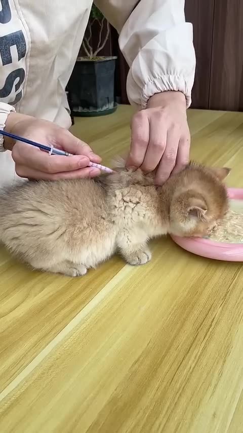 Kitten is vaccinated for the first time