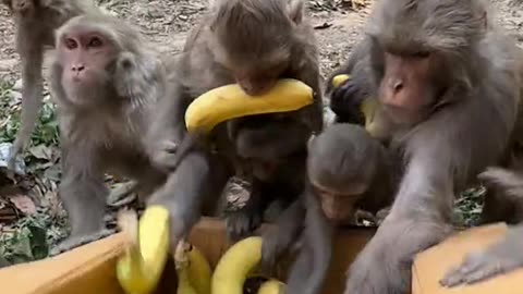 cat video# motivatio# foryou# goviral