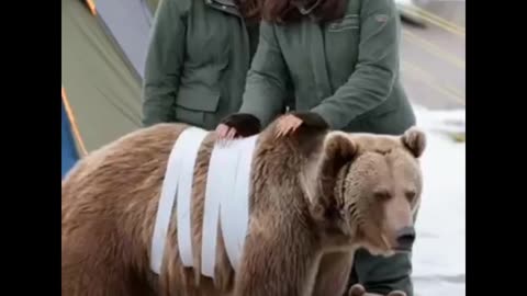 Two Kind Girls Helped A Brown Bear Remove The Ticks From Its Back