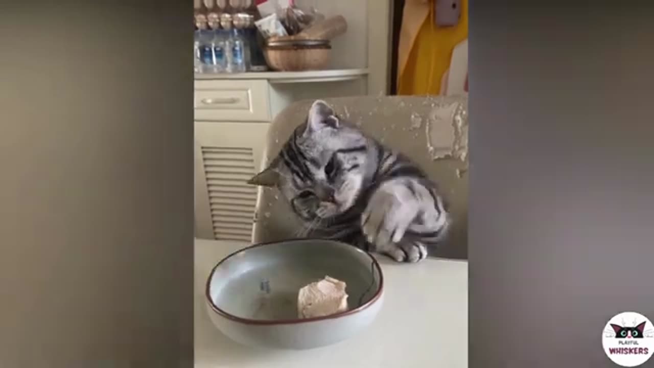 FUNNY CAT