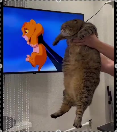 Fat Power Lion King