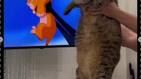 Fat Power Lion King