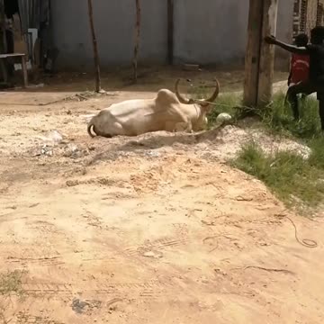 Cow on October the 3rd 2025