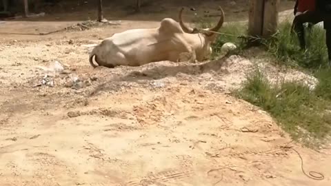 Cow on October the 3rd 2025