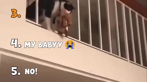 Shocking: Ranking the funniest talking cat moments