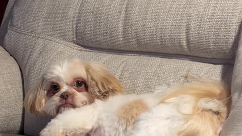 Sassy Shih Tzu Demands Attention With Hilarious Back-Leg Buckeroo