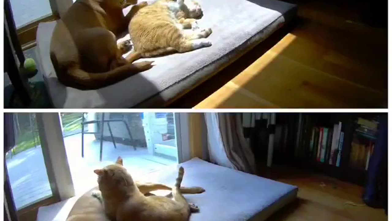 🐾😂 You Won't Believe What Happens When Dogs Join Cats vs. Cats Join Dogs! | FeedMyCuriosity