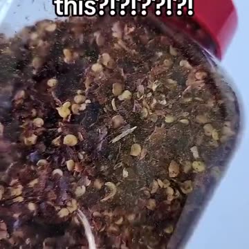 What kind of bug is this?