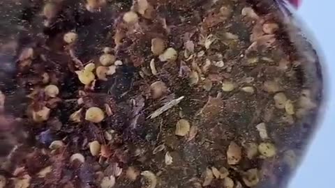 What kind of bug is this?