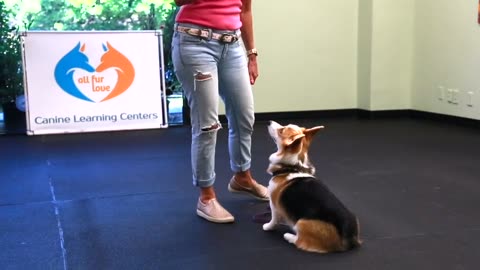 Teach your dog targeting