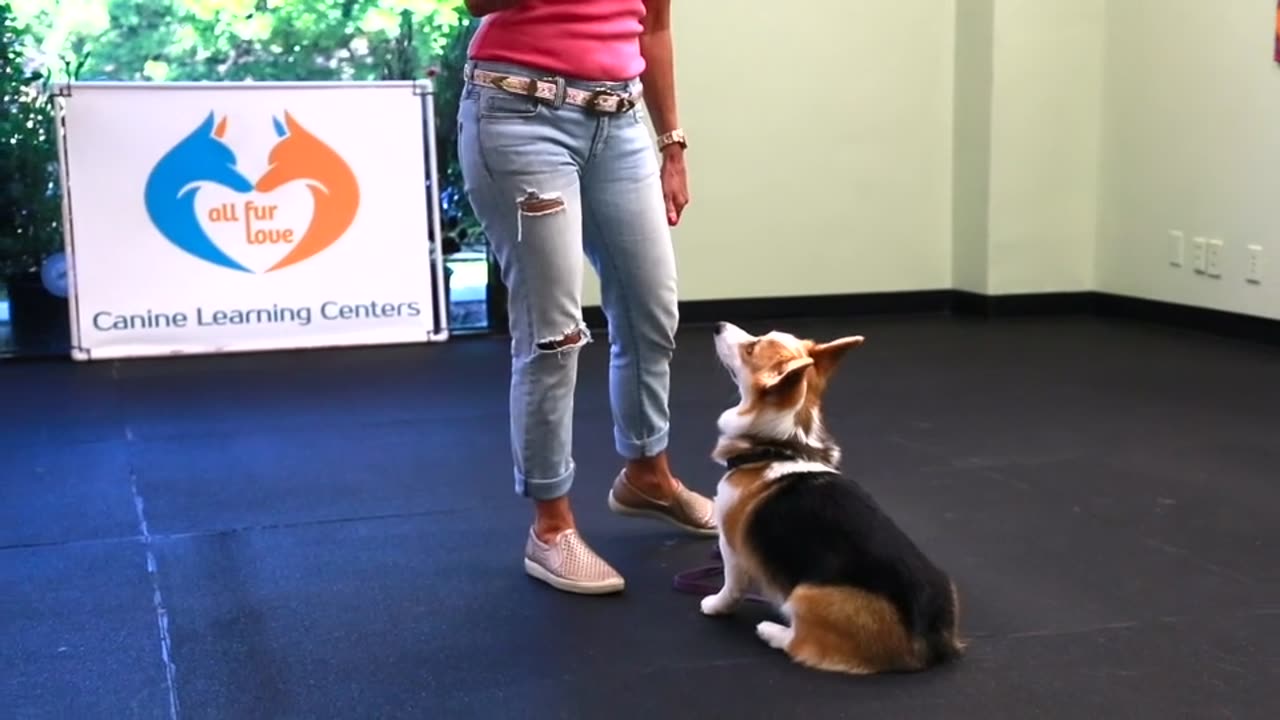 Teach your dog targeting
