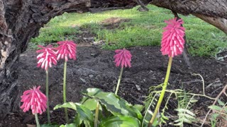 Beautiful Flowers at Jaya