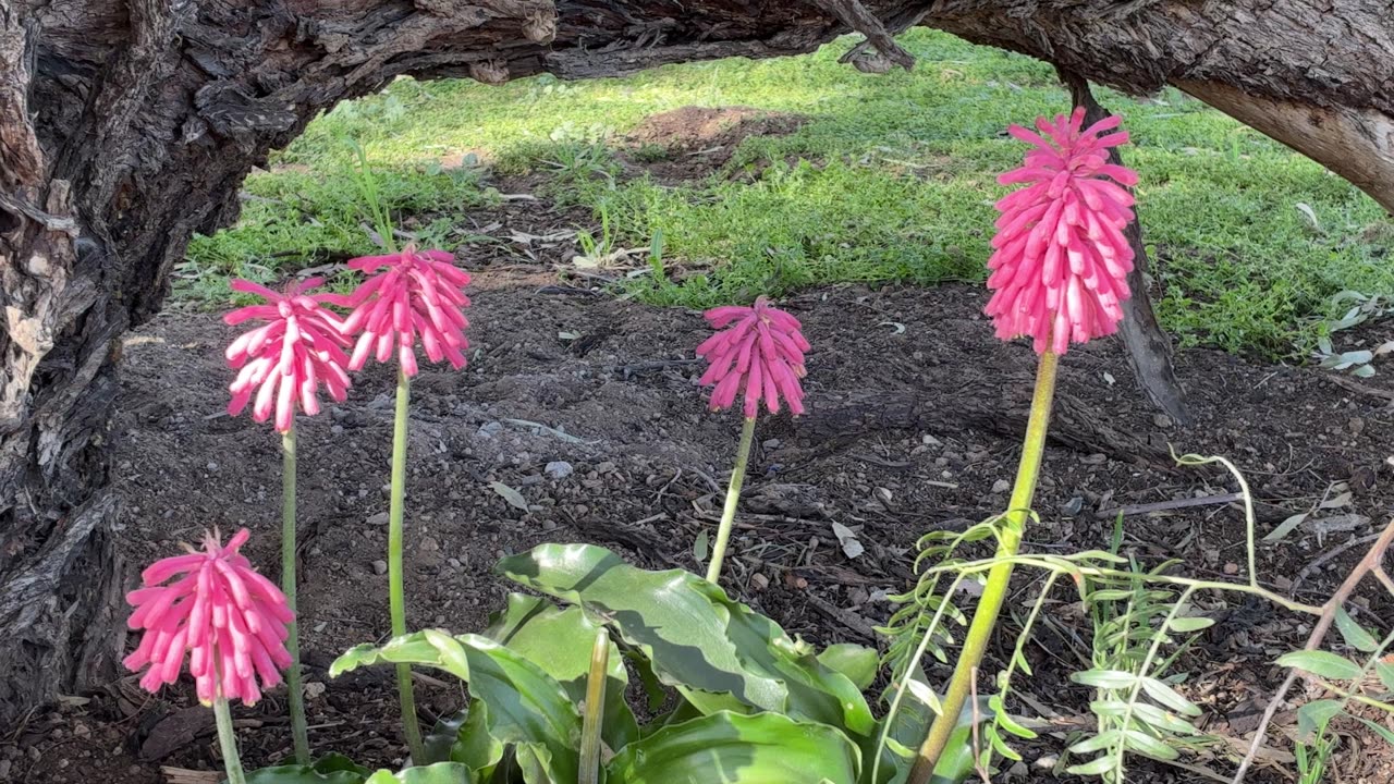 Beautiful Flowers at Jaya