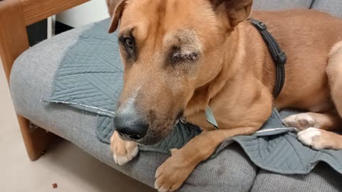 George 2y A877585@TRN, from kennel 217 harrys haven PACC shelter gave better eye contact20251109803