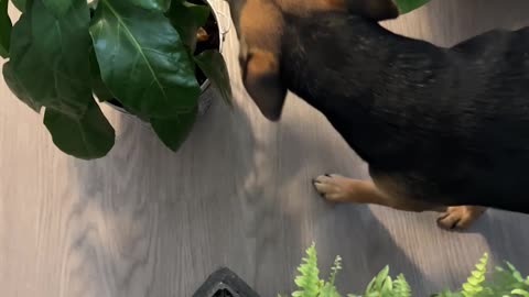 Cute Dog Tip-Toeing Through Plants