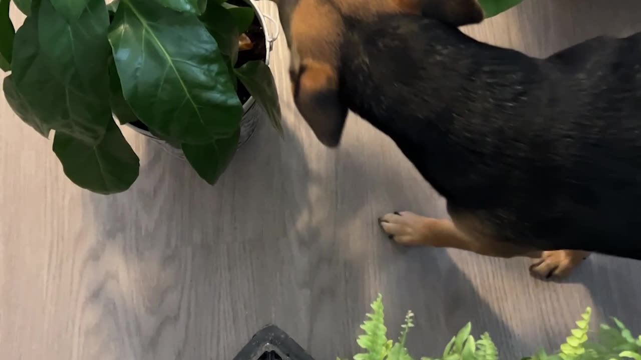 Cute Dog Tip-Toeing Through Plants