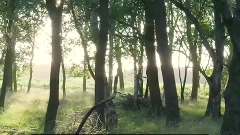 Daily Horoscope | Leo 🌟