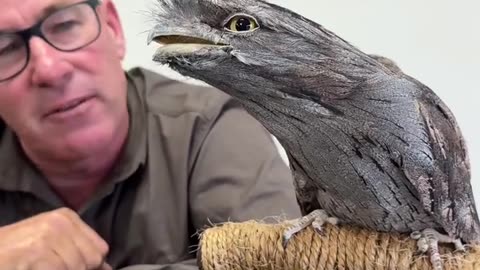 🤯✨ This Bird Looks Like It Comes From Another Planet! | FeedMyCuriosity