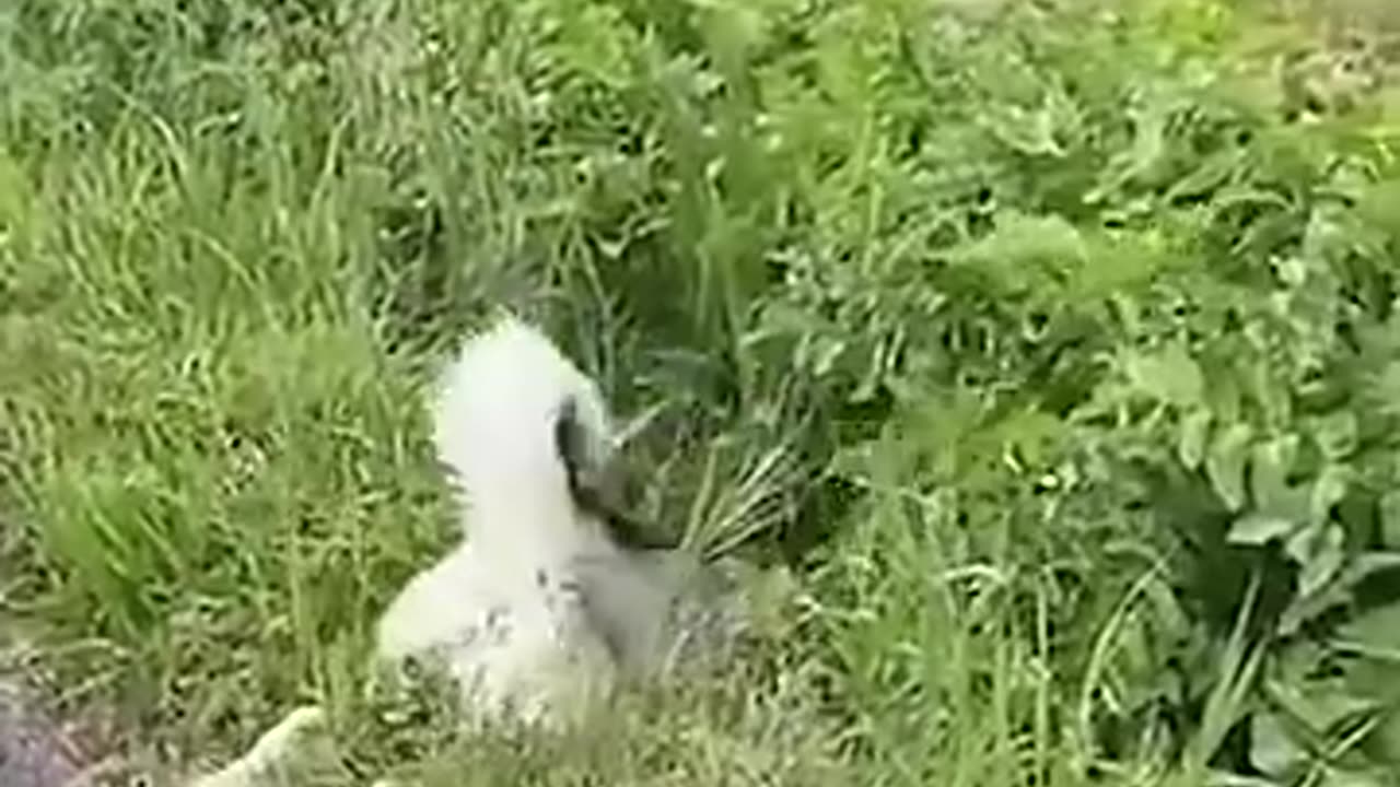 Animals Funny Moment
