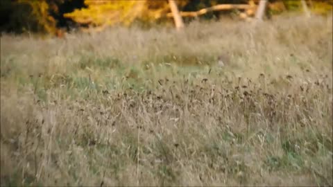 Bow hunting rabbits