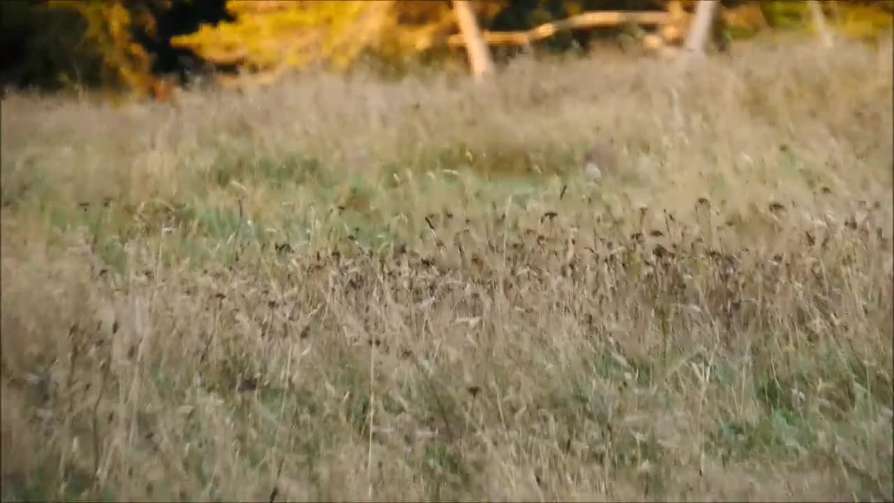 Bow hunting rabbits