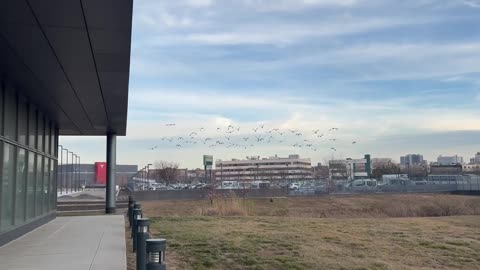 N.Y.C. whistle trained geese - www.geesebusters.com