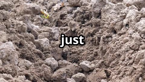 Winter Veggies You Should Plant NOW for a Spring Harvest