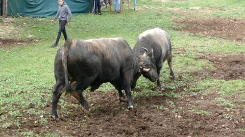 Kobra od Kumana vs Šibonja od Trogrlića Šestanovac 2025